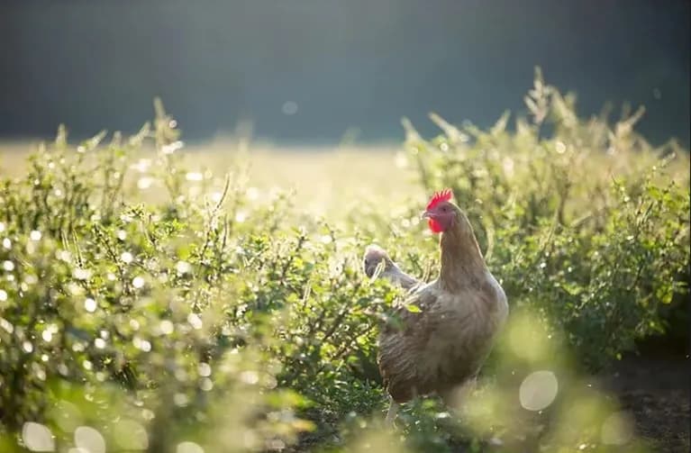 Pastured chicken in a green field